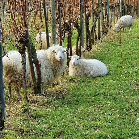 An Der Mosel, Postamt Daire Senheim