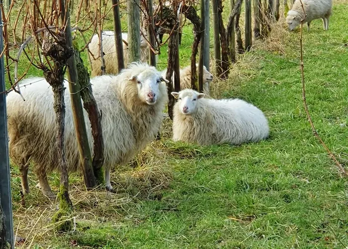 An Der Mosel, Postamt Apartamento Senheim